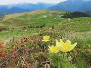 66 Pulsatilla alpina sulphurea (Anemone sulfureo) con i Piani 